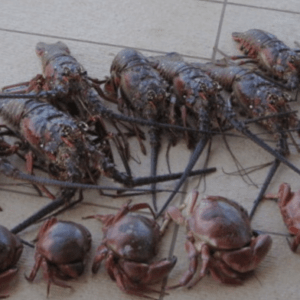 Fresh Lobsters