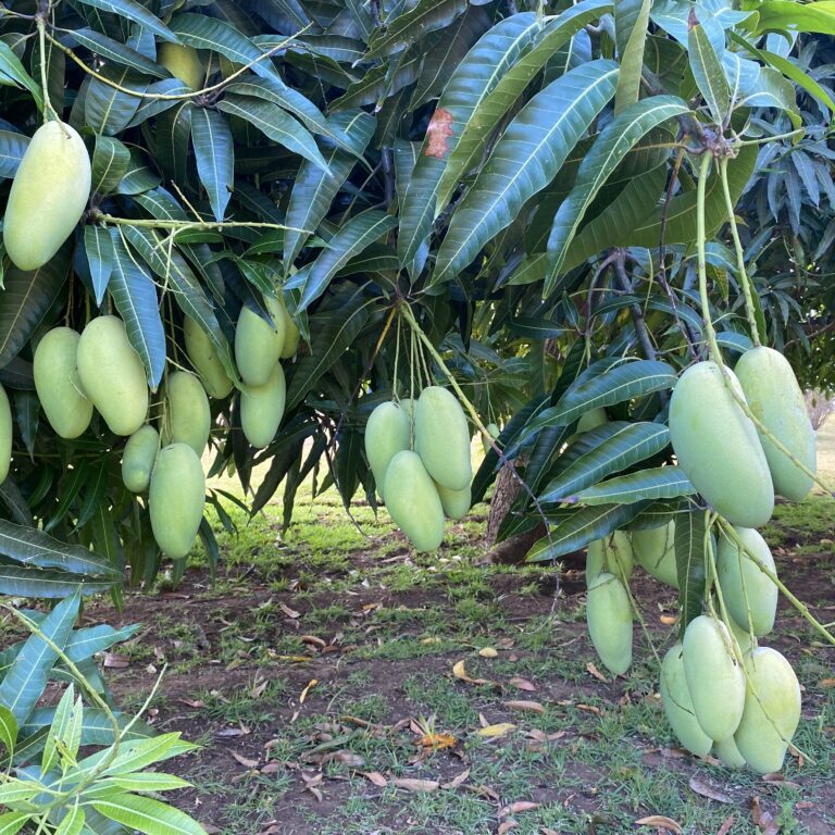 Plenty of fruit-bearing trees in Guanaja